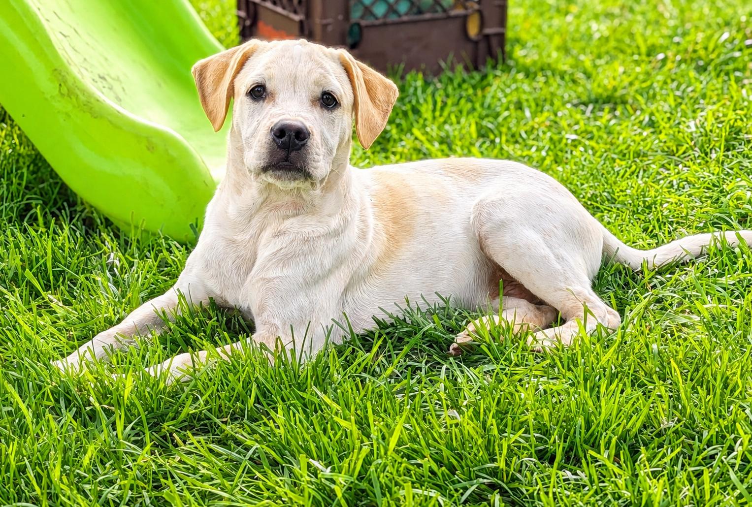 Pistashio, Adoptable, Puppy Male Labrador Retriever & Australian Cattle Dog / Blue Heeler.