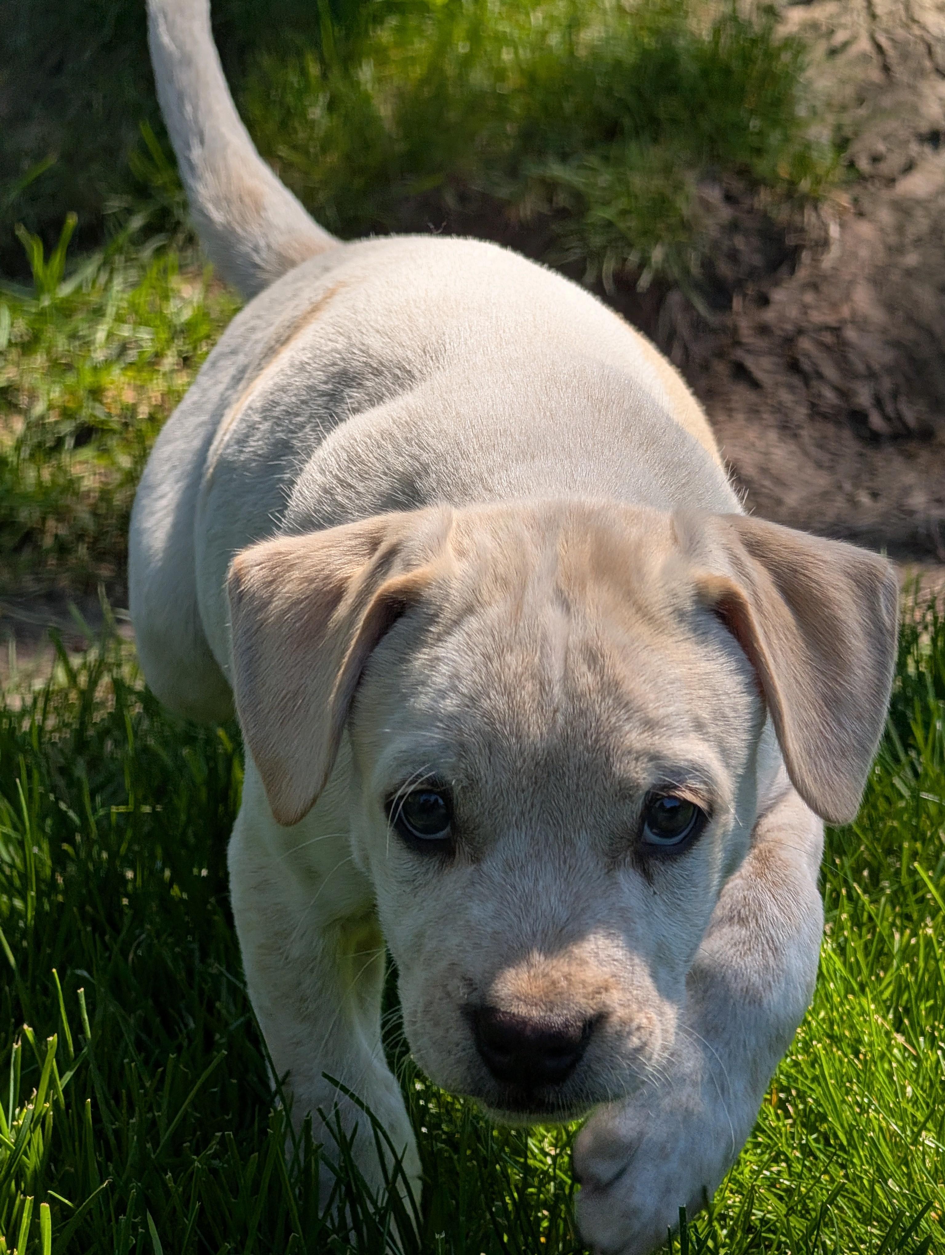 Pistashio, a ADOPTABLE mixed breed in Hoffman Estates, IL image 3/6
