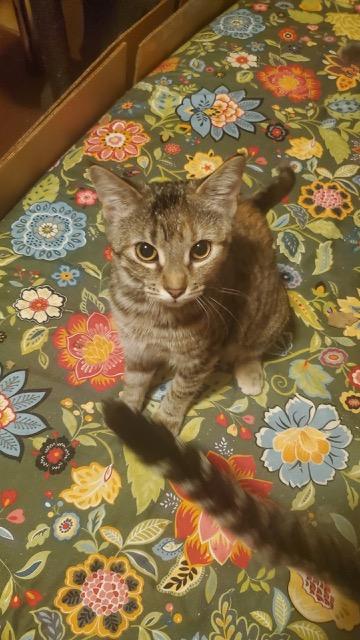 Enlarge Adora, a Adoptable Domestic Short Hair in Mansfield, TX image 1/1