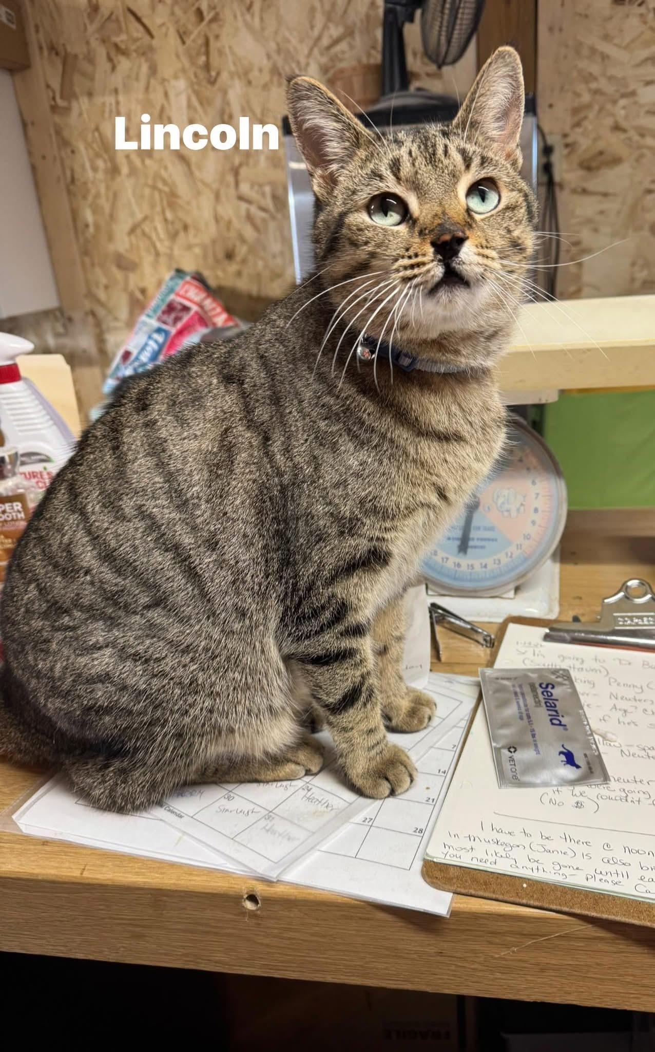 Enlarge Lincoln , a ADOPTABLE Tabby in Ludington, MI image 2/3