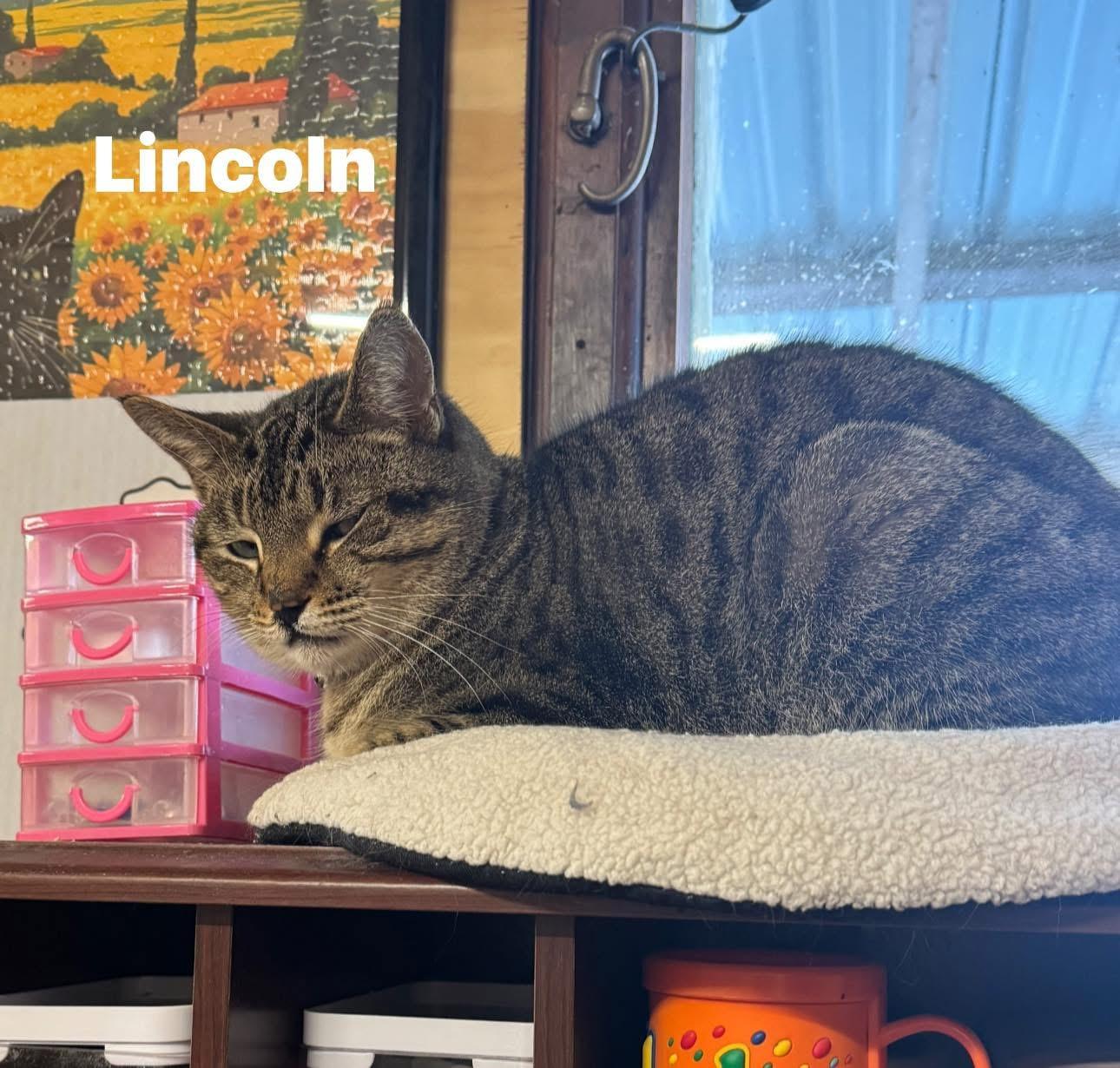 Enlarge Lincoln , a ADOPTABLE Tabby in Ludington, MI image 3/3