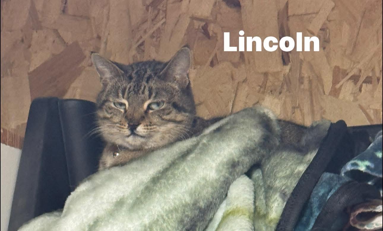 Enlarge Lincoln , a ADOPTABLE Tabby in Ludington, MI image 1/3