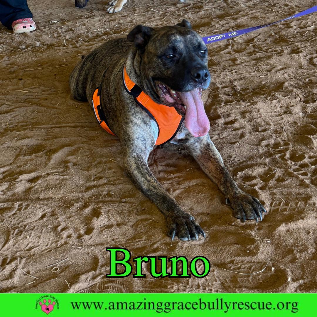 Bruno, Adoptable, Young Male Staffordshire Bull Terrier.