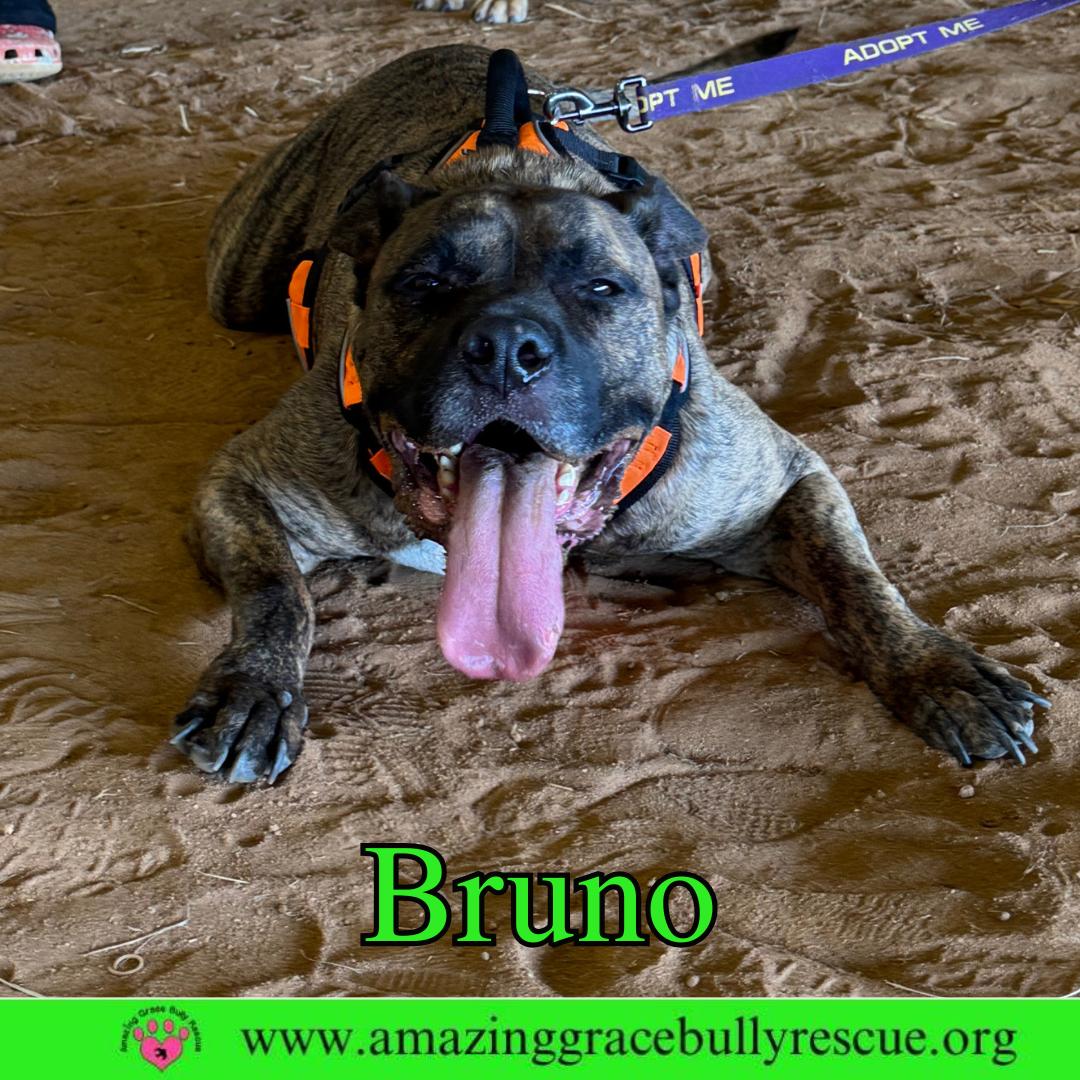 Enlarge Bruno, a Adoptable Staffordshire Bull Terrier in Pensacola, FL image 2/3