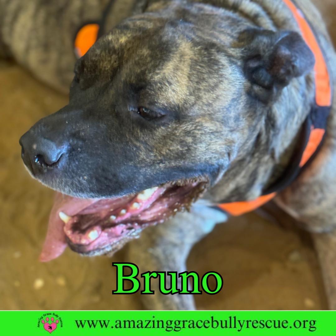 Enlarge Bruno, a Adoptable Staffordshire Bull Terrier in Pensacola, FL image 3/3