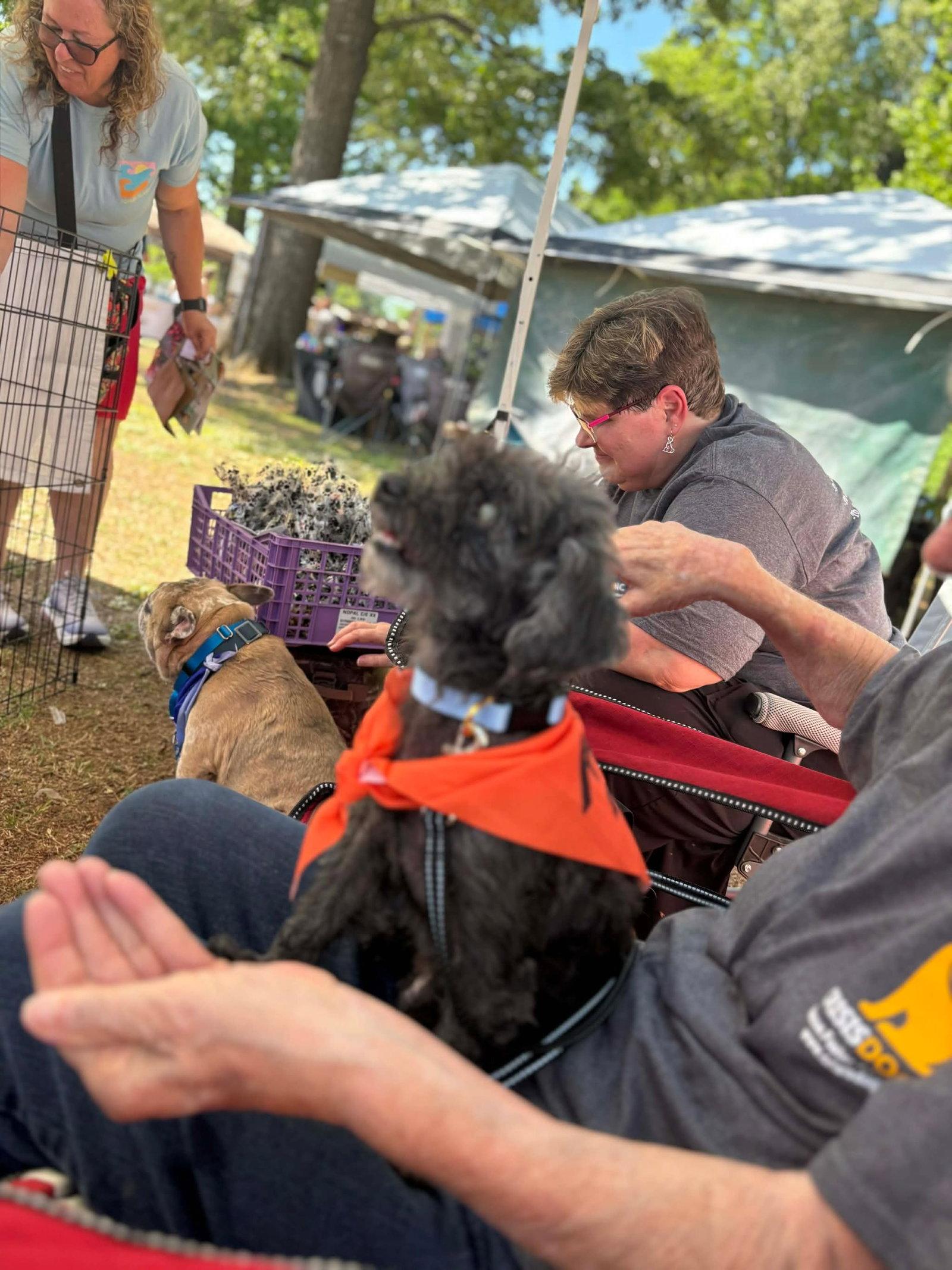 Enlarge Barney, a Adoptable mixed breed in Cary, NC image 2/3