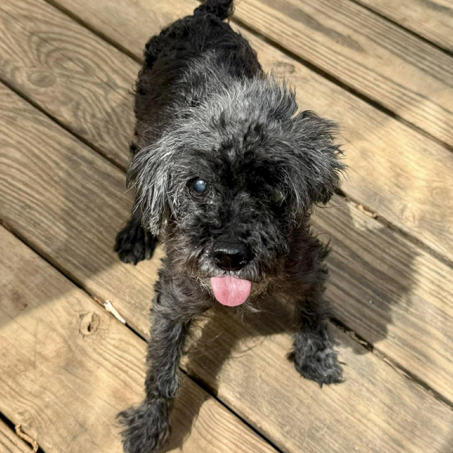 Enlarge Barney, a Adoptable mixed breed in Cary, NC image 3/3