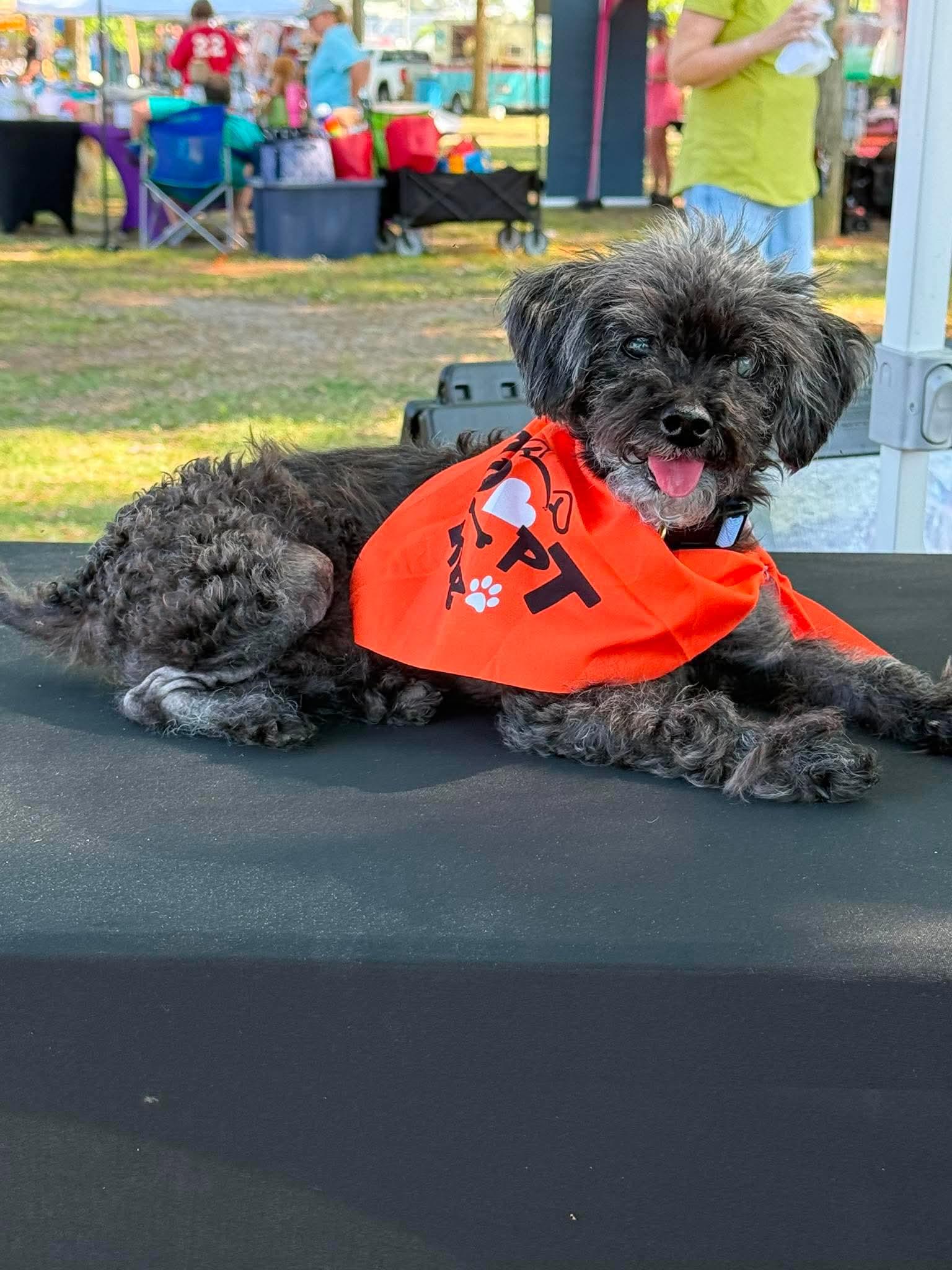 Barney, Adoptable, Adult Male Maltese & Poodle.