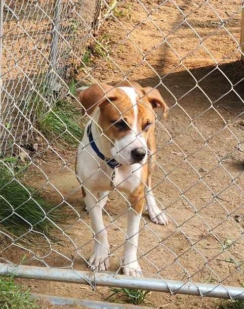 Enlarge Rebel, a Adopted mixed breed in SHADE GAP, PA image 1/2