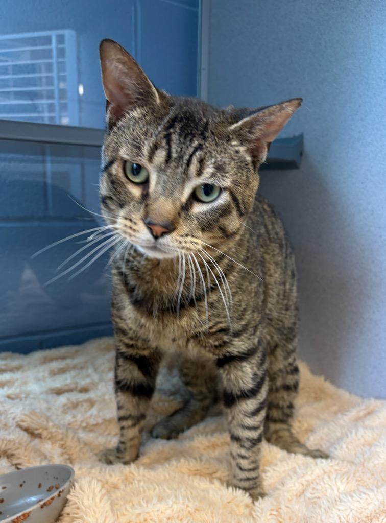 Gage, Adoptable, Young Male Domestic Short Hair.