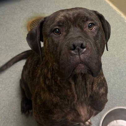 Baby Dior, Adoptable, Adult Female Cane Corso & Boxer.