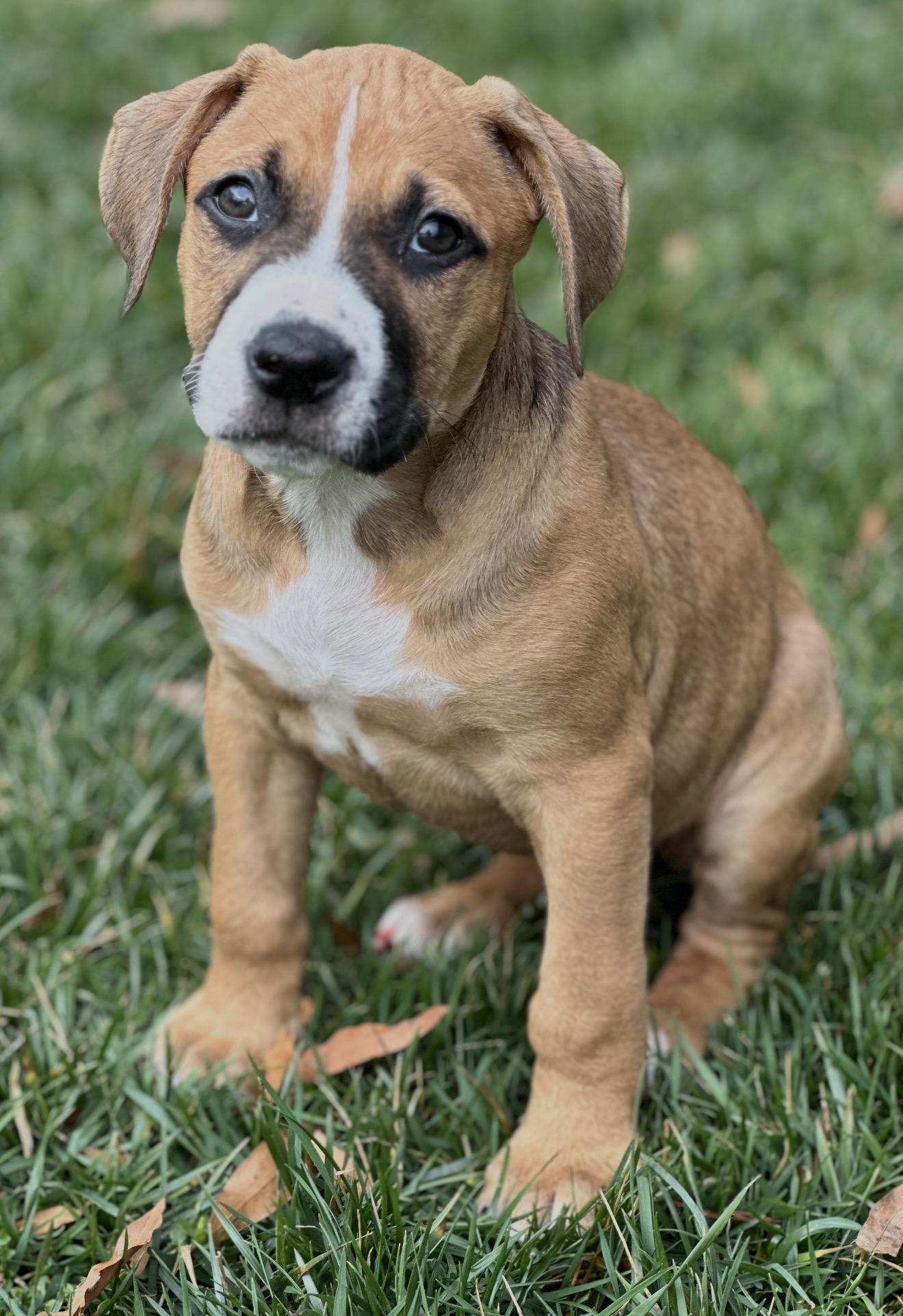 Enlarge Larkin, a ADOPTABLE mixed breed in Maiden, NC image 1/1