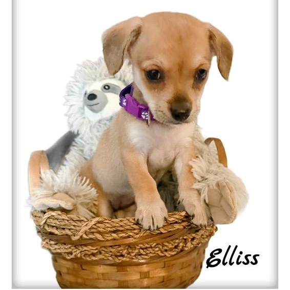 Eliss, adopted, Puppy Female Yorkshire Terrier & Terrier.