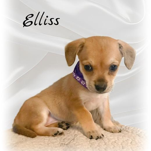 Enlarge Eliss, an adopted mixed breed in Tulsa, OK image 2/2