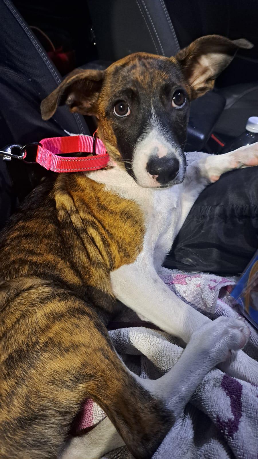 Enlarge Patootie, an adopted Mixed Breed in Whitby, ON image 6/6