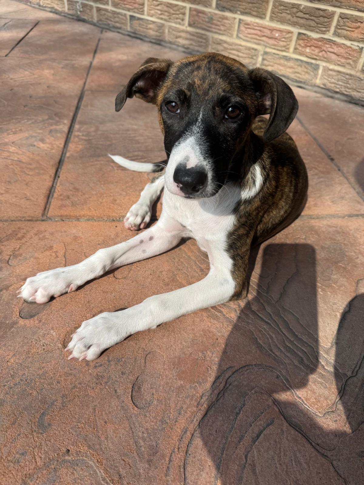 Patootie, adopted, Puppy Female Mixed Breed.