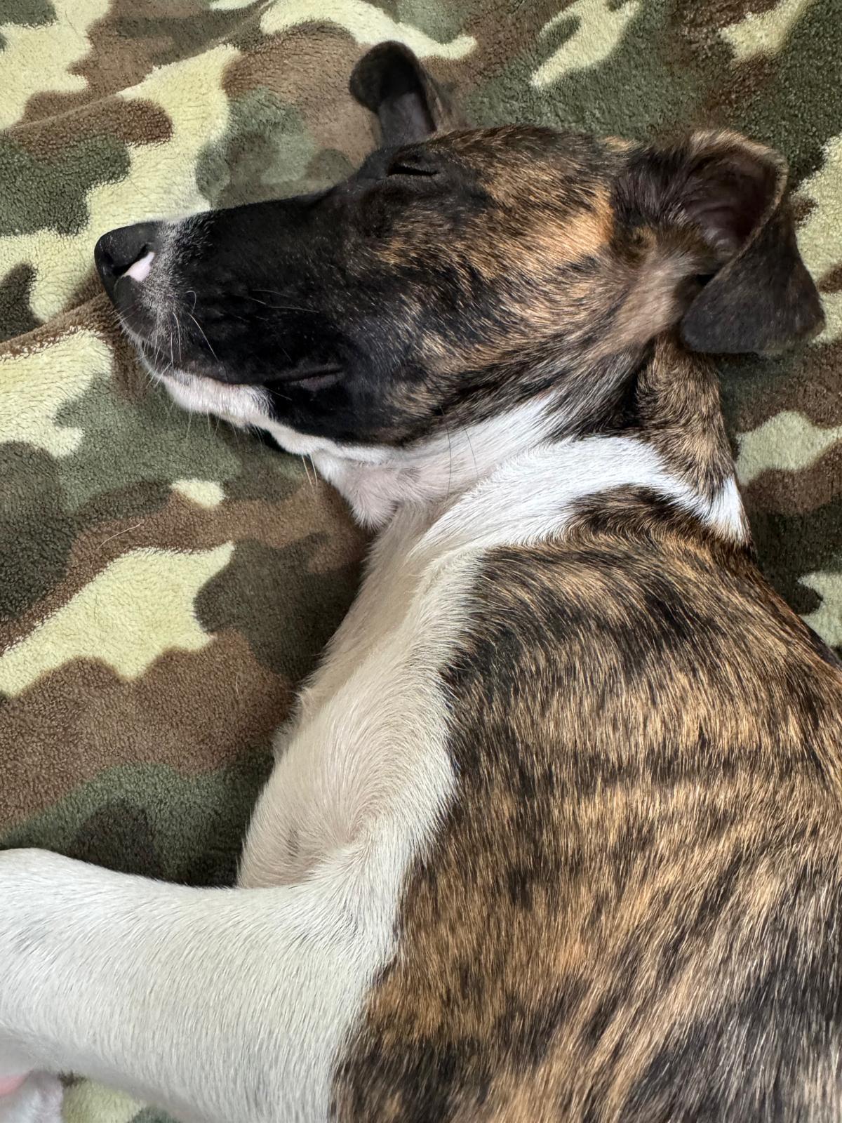 Enlarge Patootie, an adopted Mixed Breed in Whitby, ON image 5/6