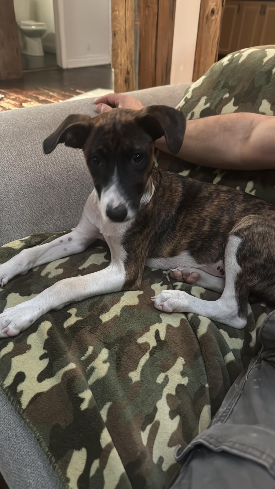 Enlarge Patootie, an adopted Mixed Breed in Whitby, ON image 3/6