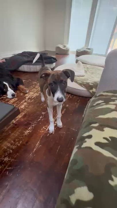 Enlarge Patootie, an adopted Mixed Breed in Whitby, ON video 4/6