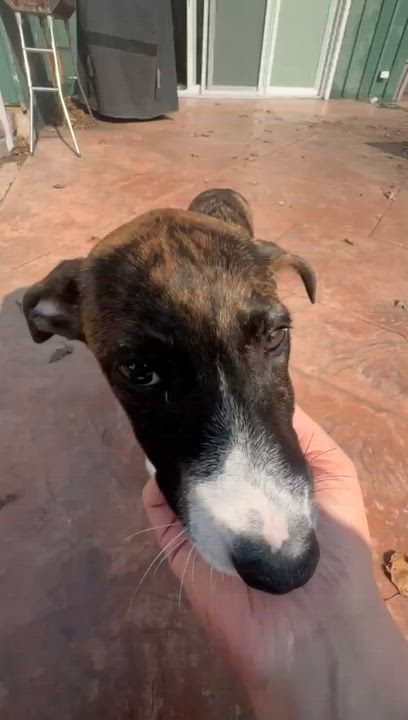 Enlarge Patootie, an adopted Mixed Breed in Whitby, ON video 2/6