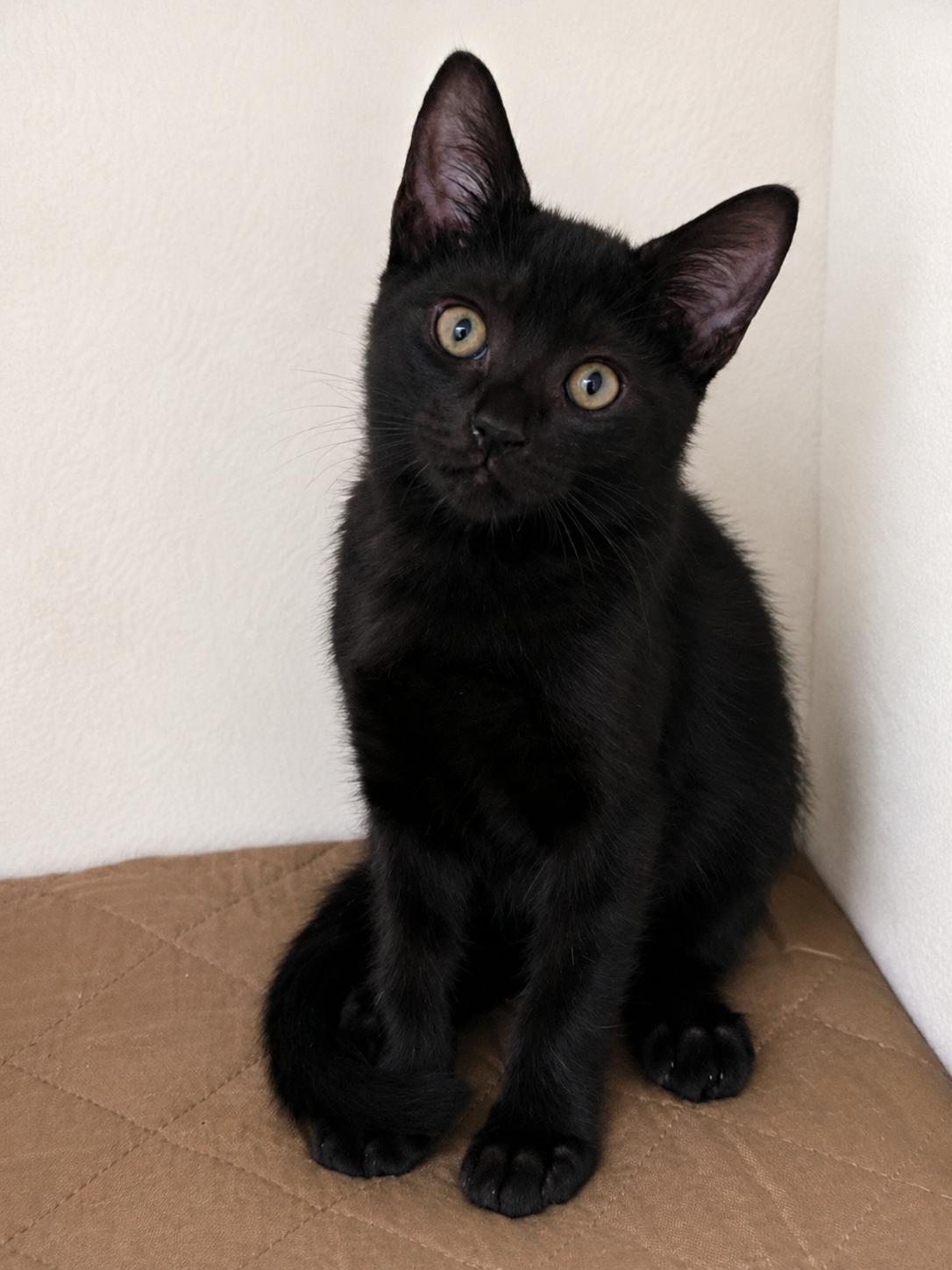 Onyx, ADOPTABLE, Kitten Male Domestic Short Hair.