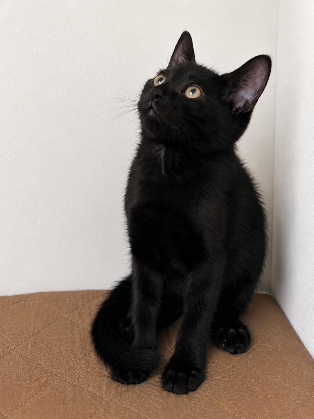 Enlarge Onyx, a ADOPTABLE Domestic Short Hair in Boston, MA image 2/3