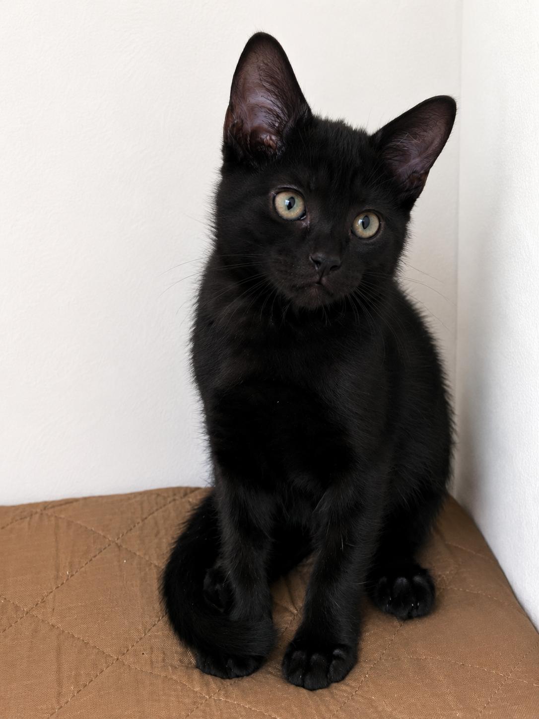 Enlarge Onyx, a ADOPTABLE Domestic Short Hair in Boston, MA image 3/3