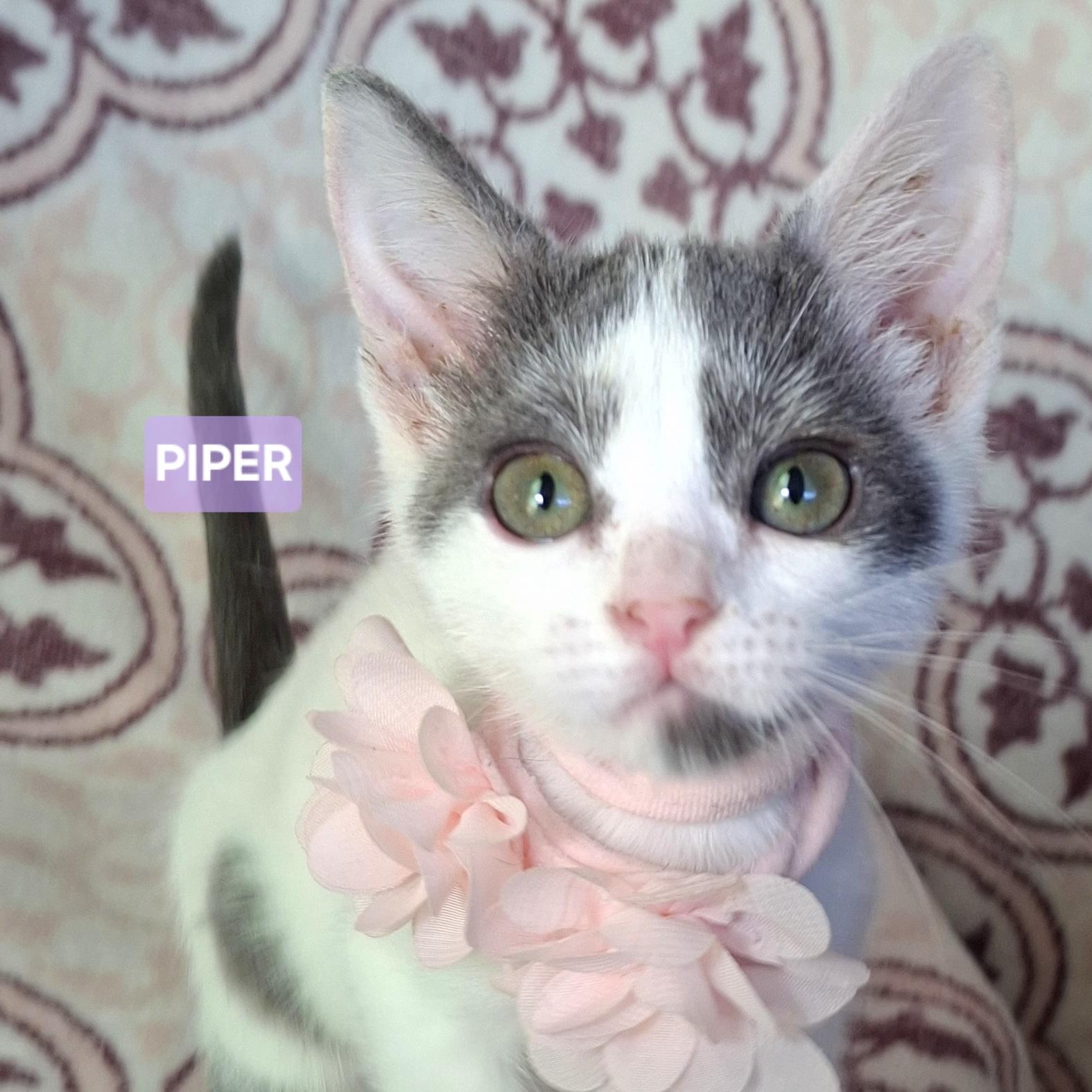 Enlarge PIPER, a Adoptable mixed breed in Fullerton, CA image 1/5