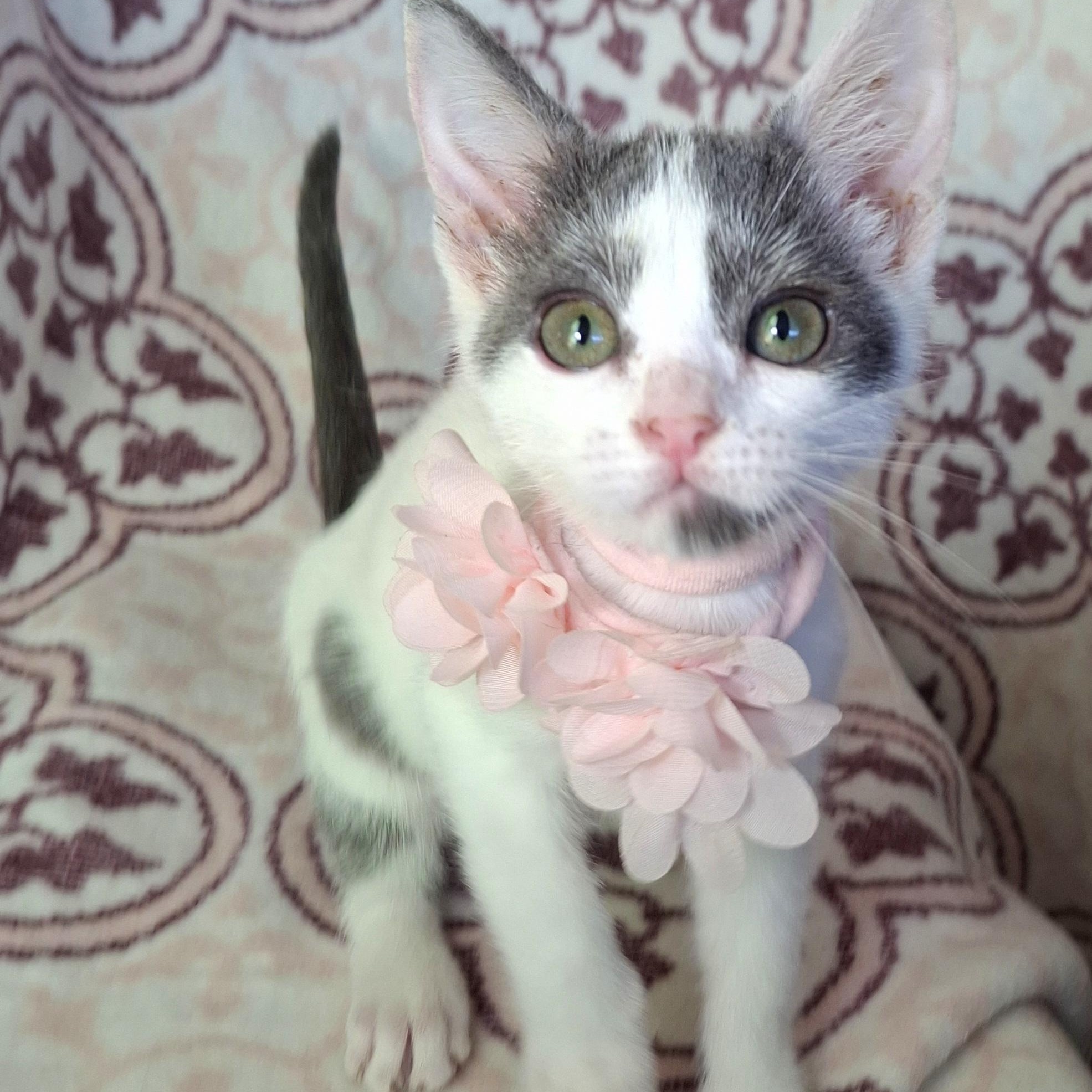 Enlarge PIPER, a Adoptable mixed breed in Fullerton, CA image 3/5