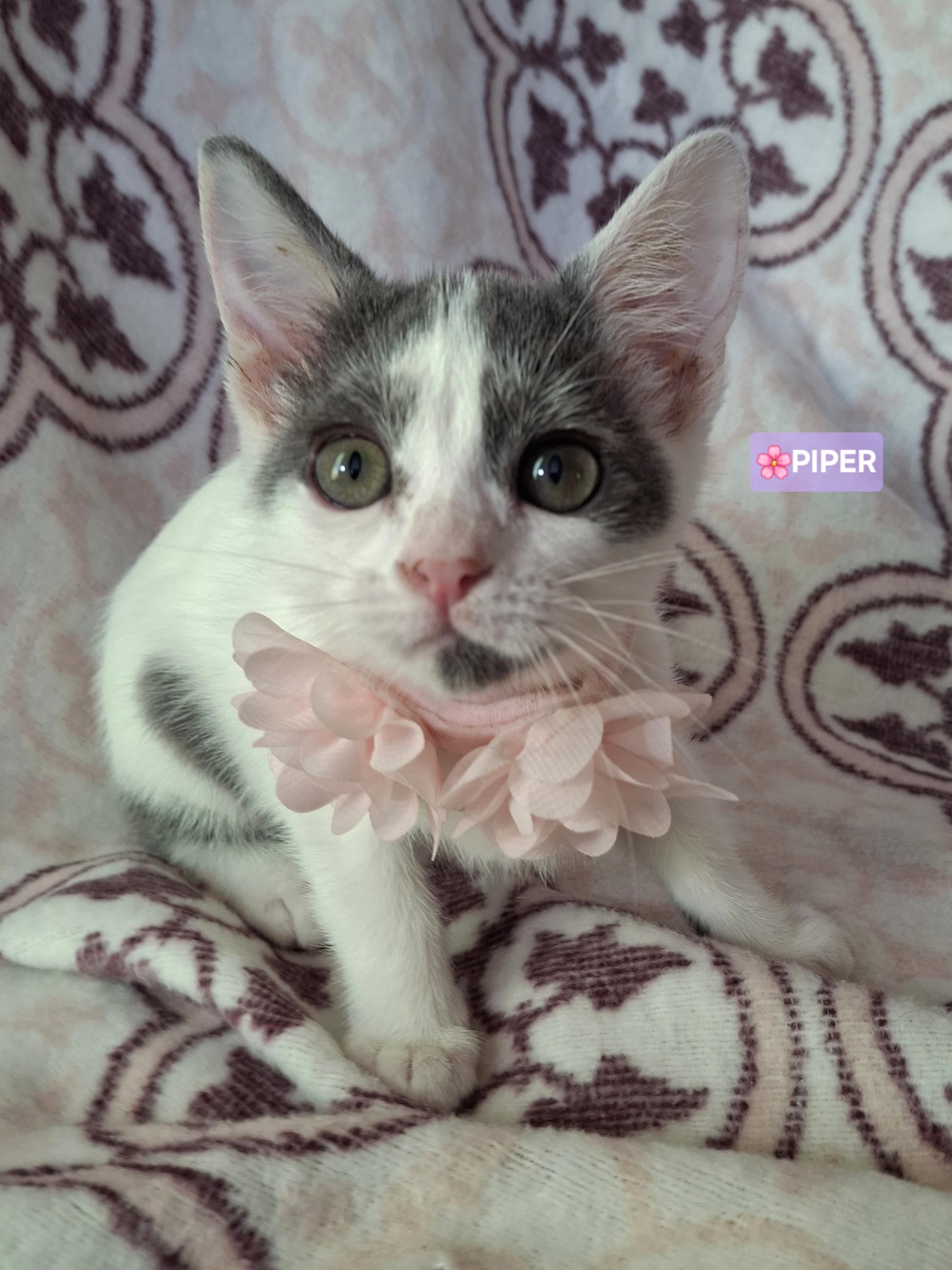 Enlarge PIPER, a Adoptable mixed breed in Fullerton, CA image 4/5