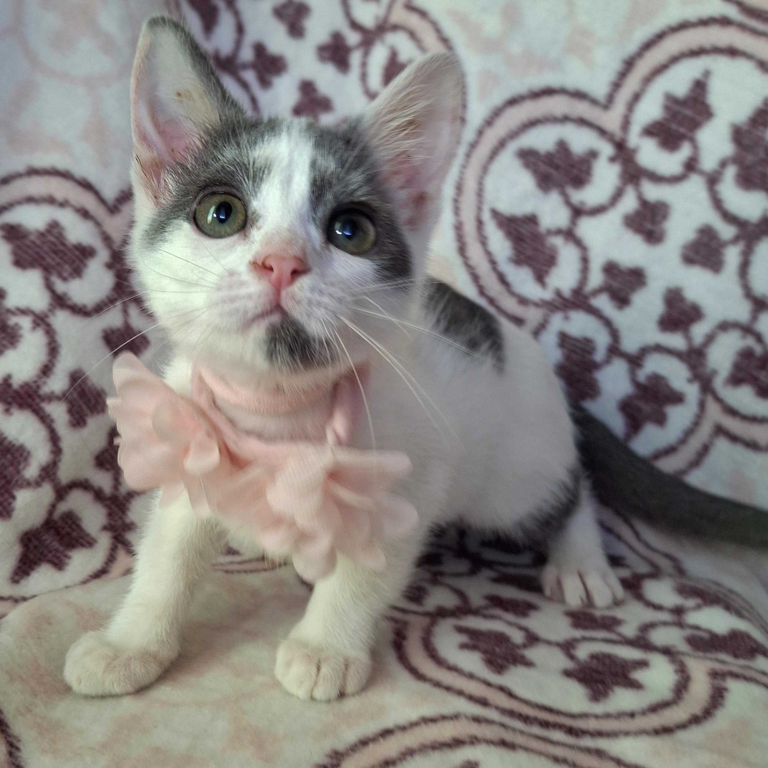 Enlarge PIPER, a Adoptable mixed breed in Fullerton, CA image 5/5