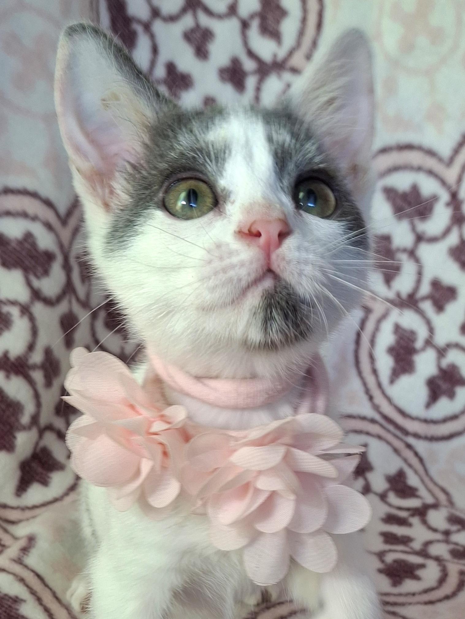 Enlarge PIPER, a Adoptable mixed breed in Fullerton, CA image 2/5