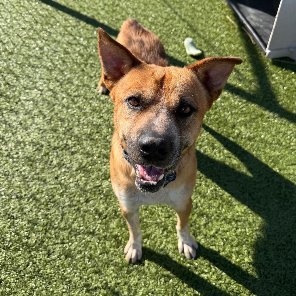 Bixbie, Adoptable, Adult Male Cattle Dog & Mixed Breed.