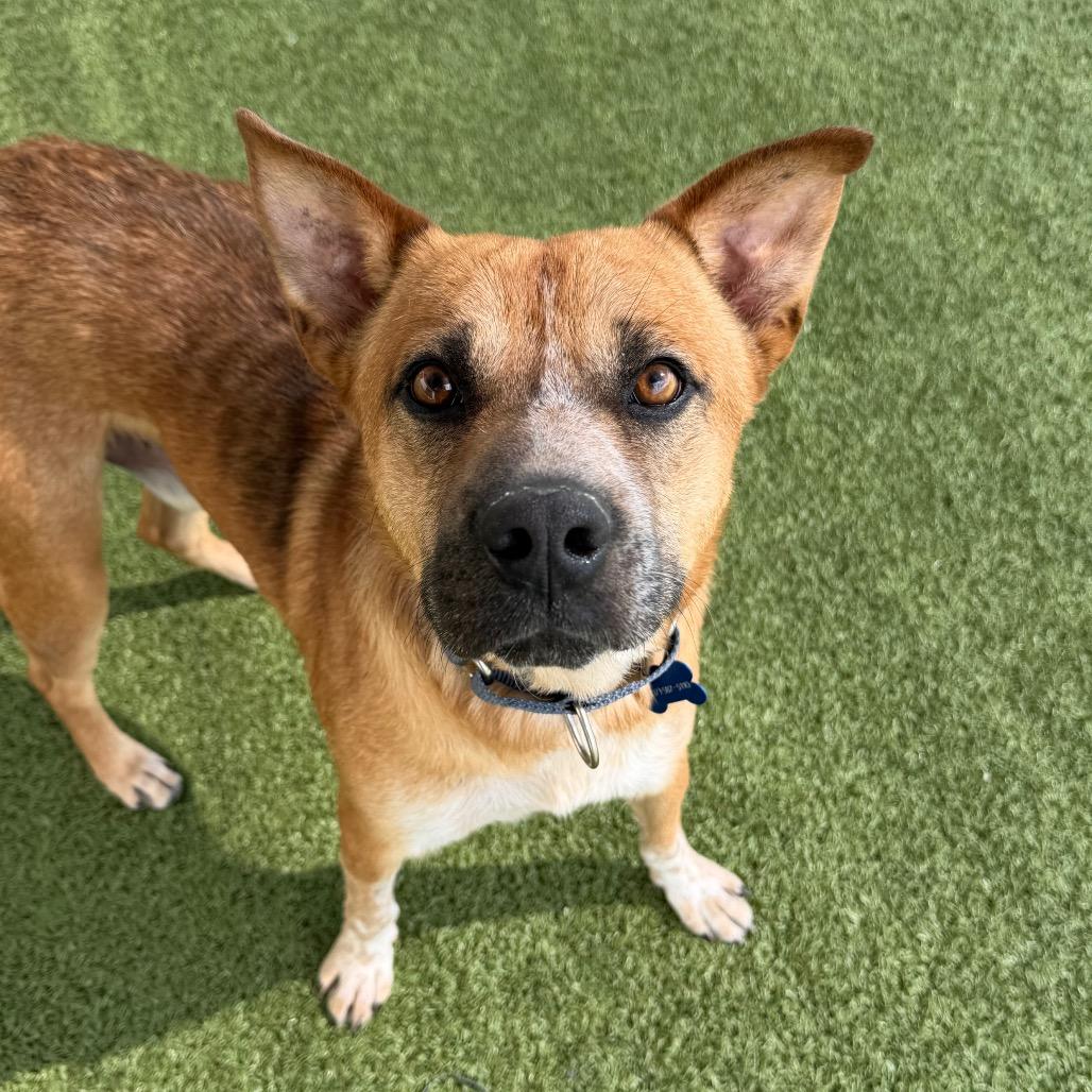 Enlarge Bixbie, a Adoptable mixed breed in Cody, WY image 1/2