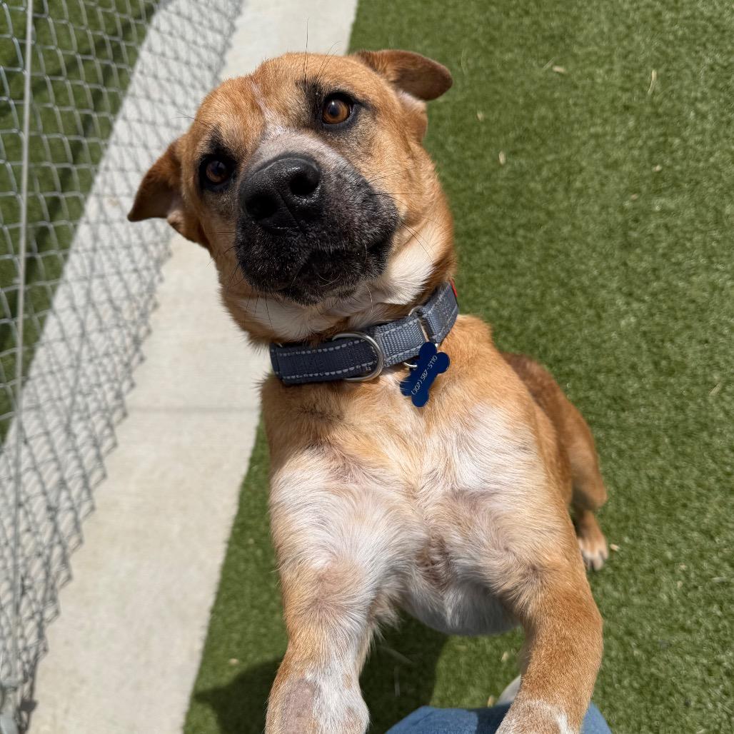 Enlarge Bixbie, a Adoptable mixed breed in Cody, WY image 2/2