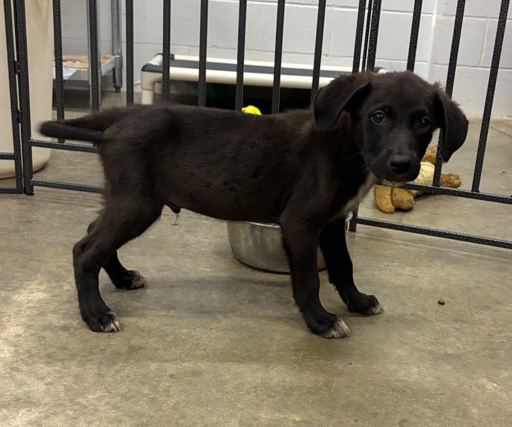 Converse, Adoptable, Puppy Male Labrador Retriever & Australian Cattle Dog / Blue Heeler.