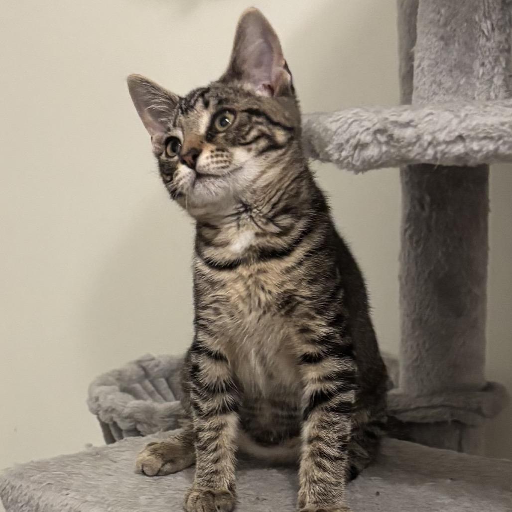 Ember, Adoptable, Kitten Female Domestic Short Hair.