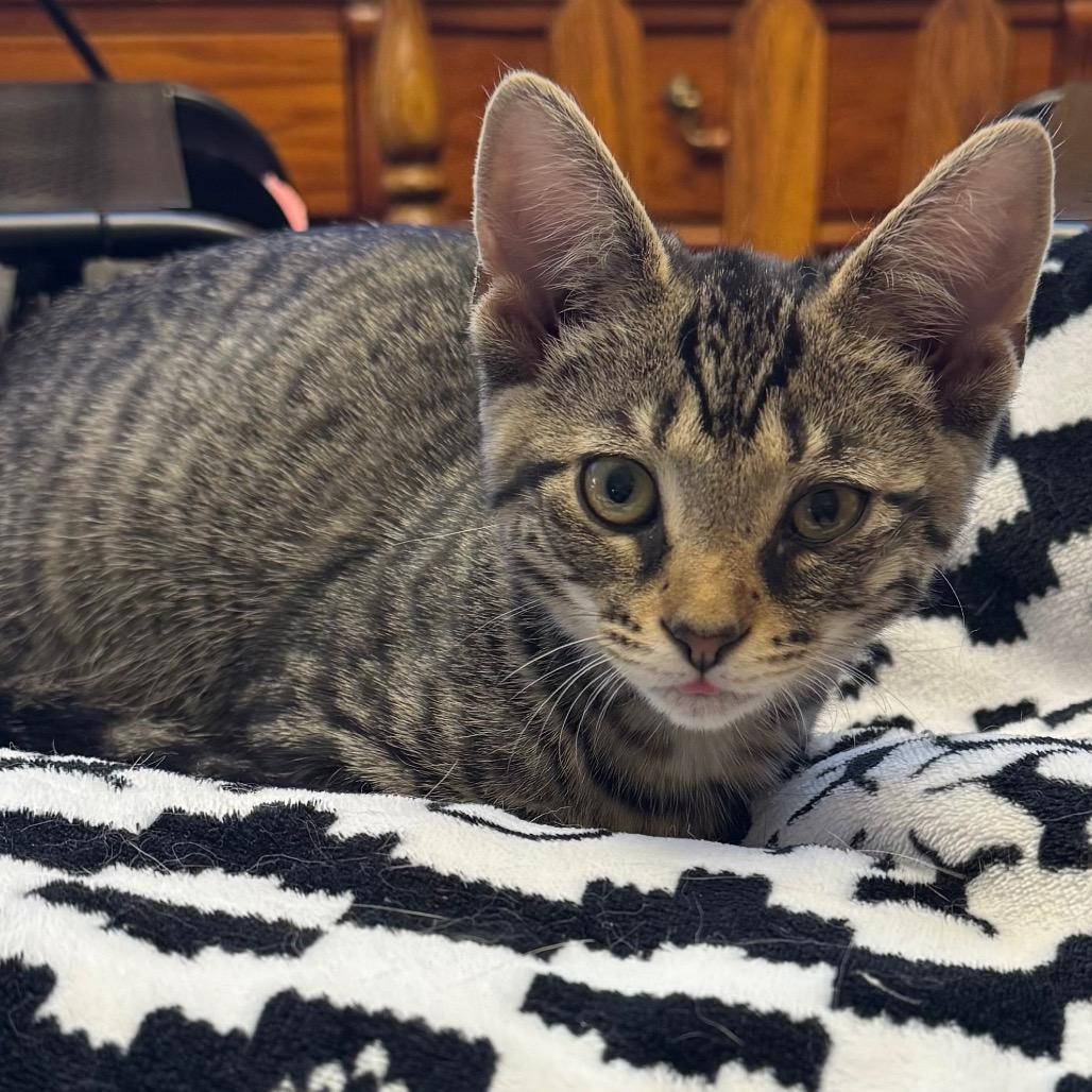 Enlarge Ember, a Adoptable Domestic Short Hair in Frederick, MD image 2/5