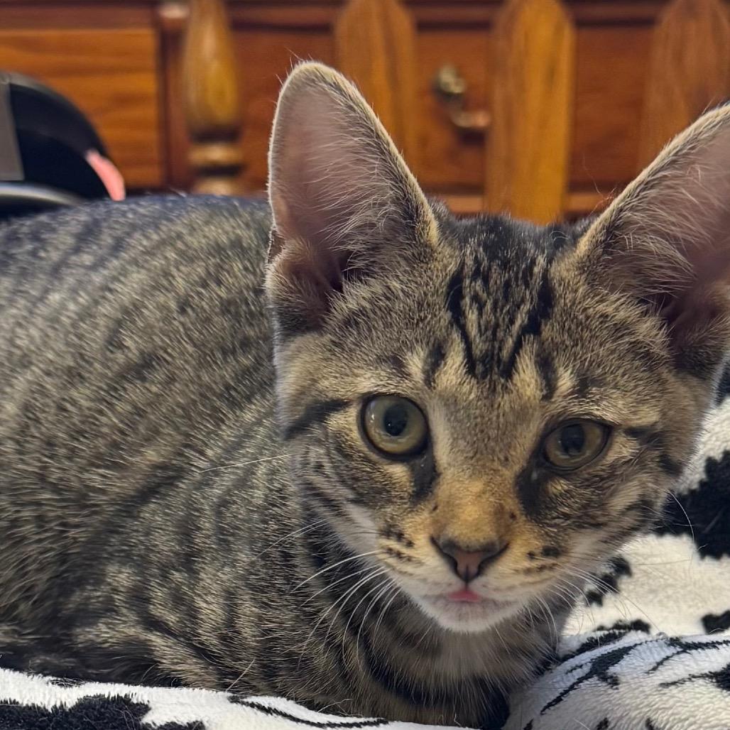 Enlarge Ember, a Adoptable Domestic Short Hair in Frederick, MD image 3/5