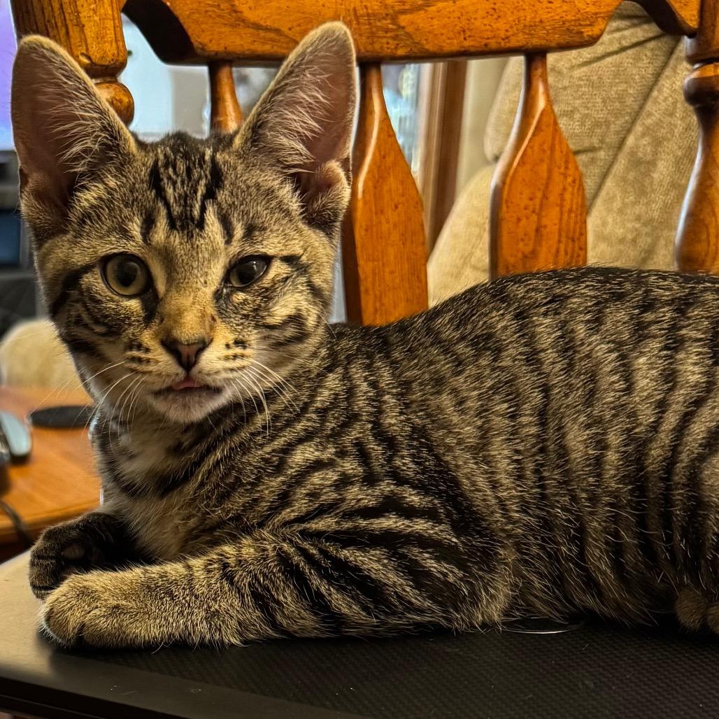 Enlarge Ember, a Adoptable Domestic Short Hair in Frederick, MD image 4/5