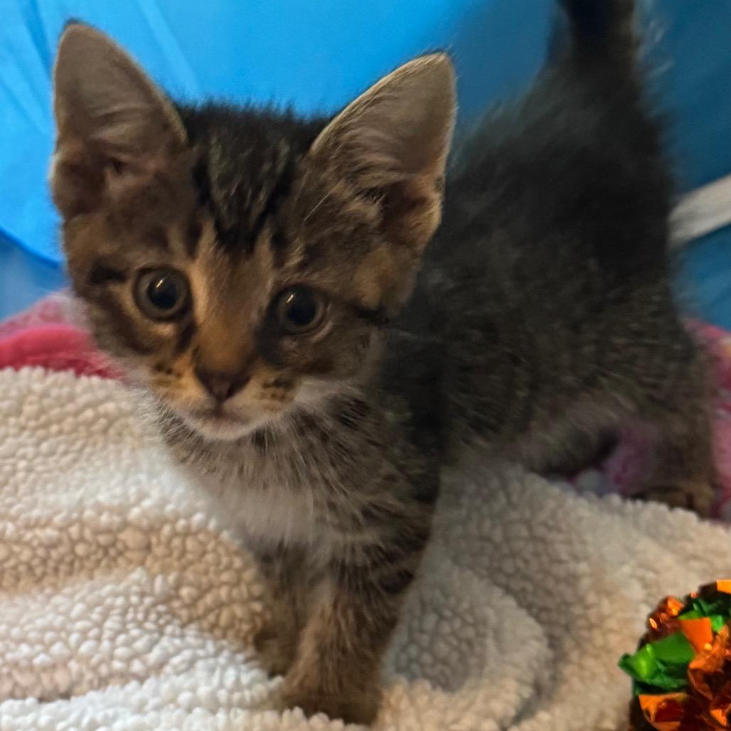 Enlarge Ember, a Adoptable Domestic Short Hair in Frederick, MD image 5/5
