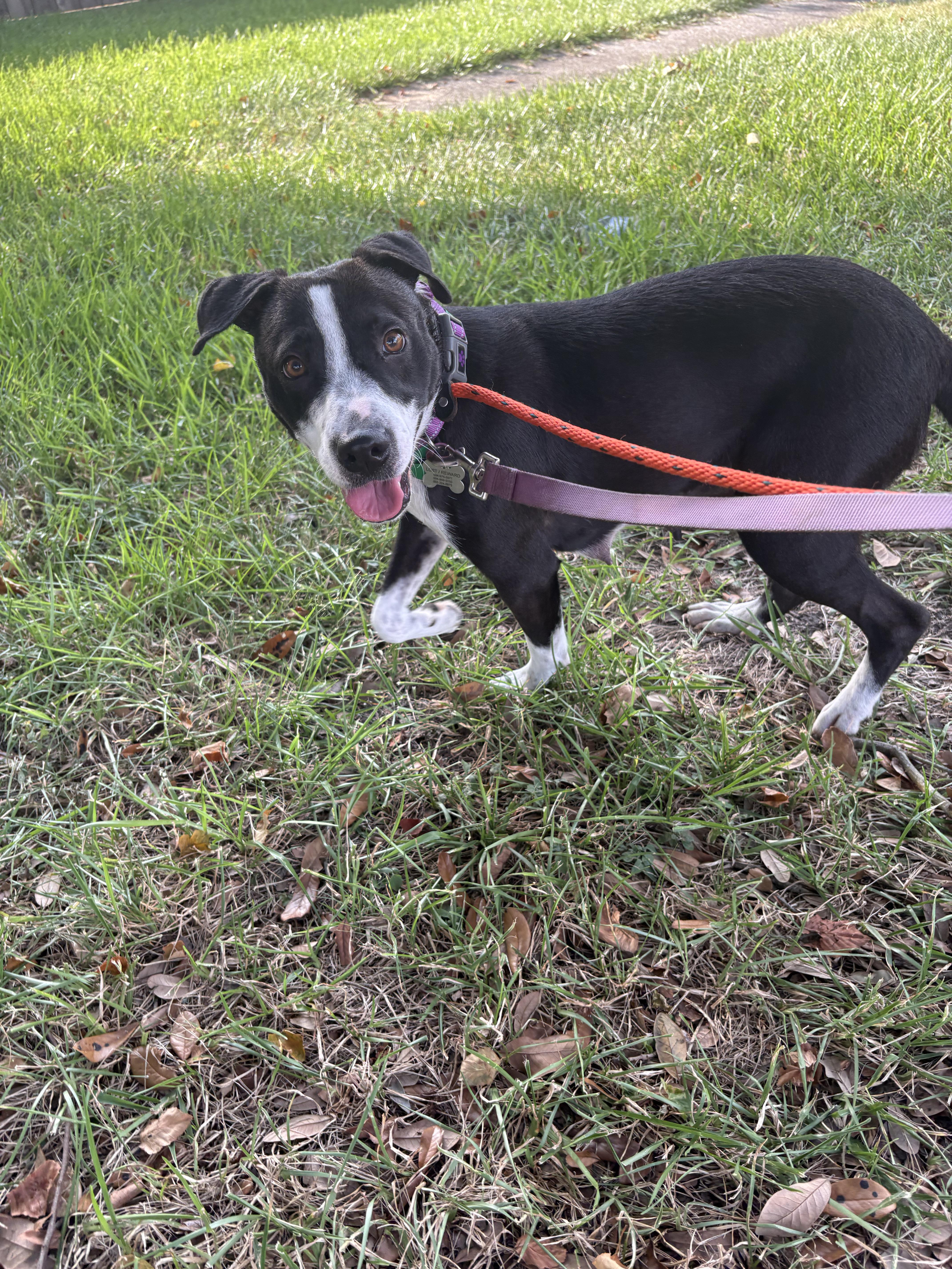 Enlarge Darla from the ditch, a ADOPTABLE mixed breed in Metairie, LA image 3/5