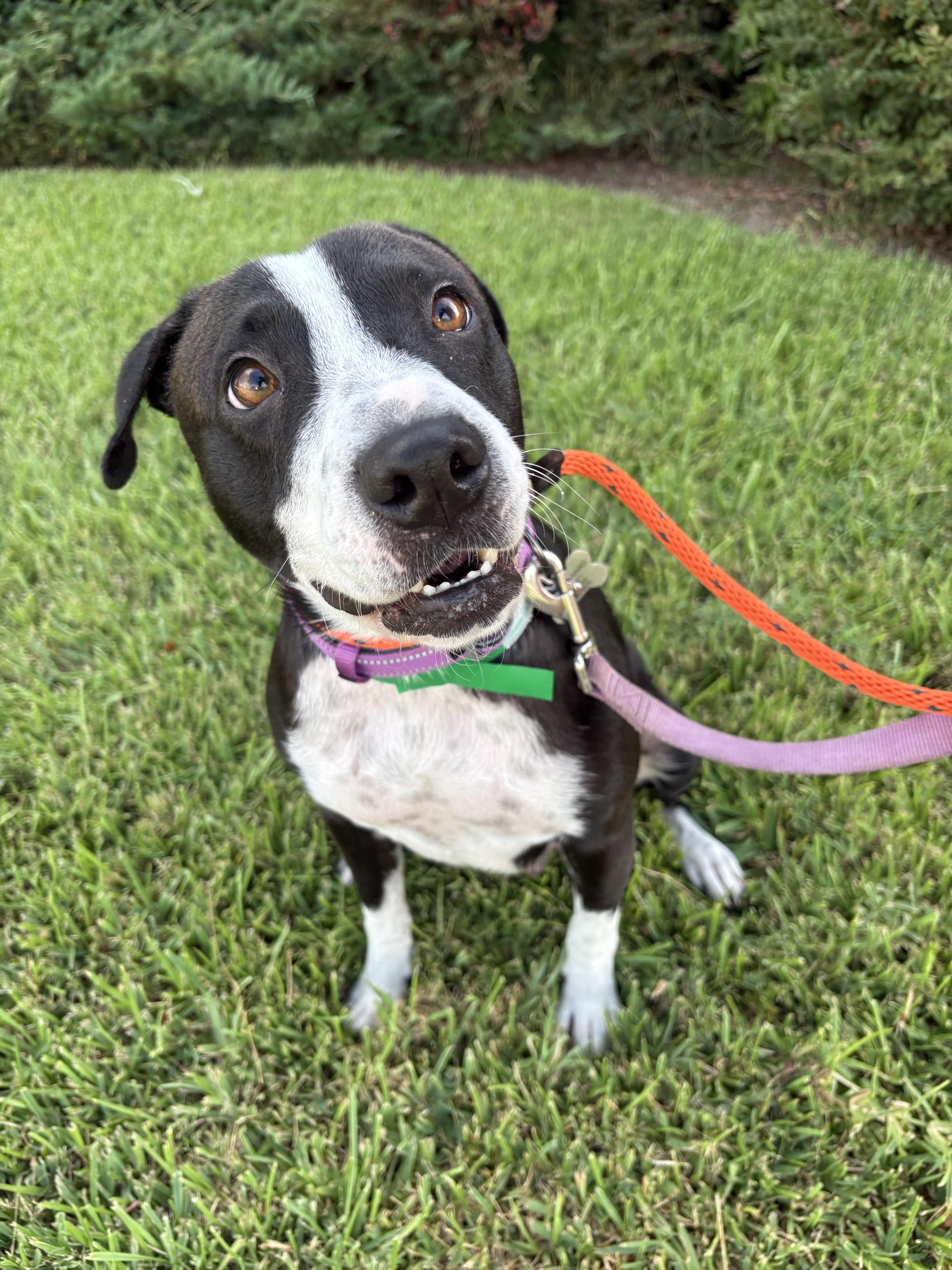 Darla from the ditch, ADOPTABLE, Young Female Border Collie & American Staffordshire Terrier.