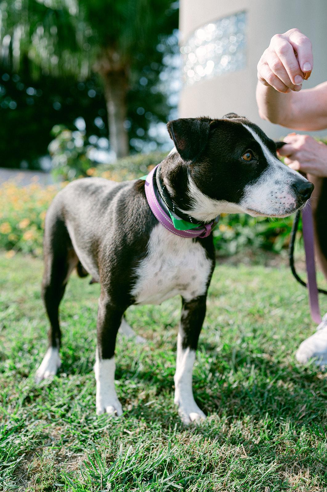 Enlarge Darla from the ditch, a ADOPTABLE mixed breed in Metairie, LA image 4/5