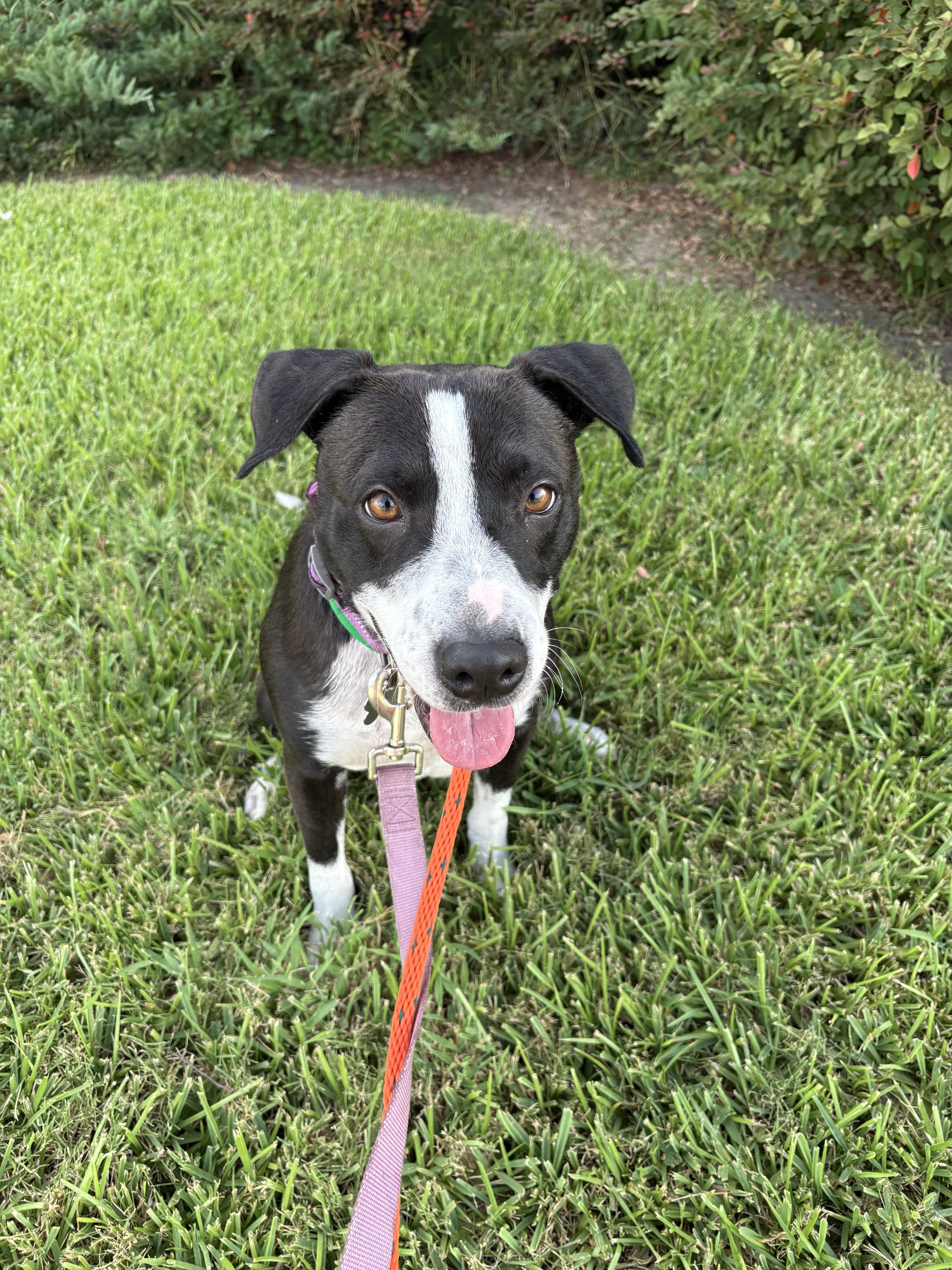 Enlarge Darla from the ditch, a ADOPTABLE mixed breed in Metairie, LA image 5/5