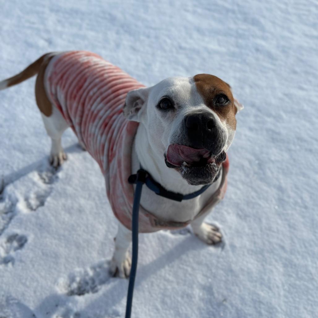 Pancake, Adoptable, Senior Female Pit Bull Terrier.