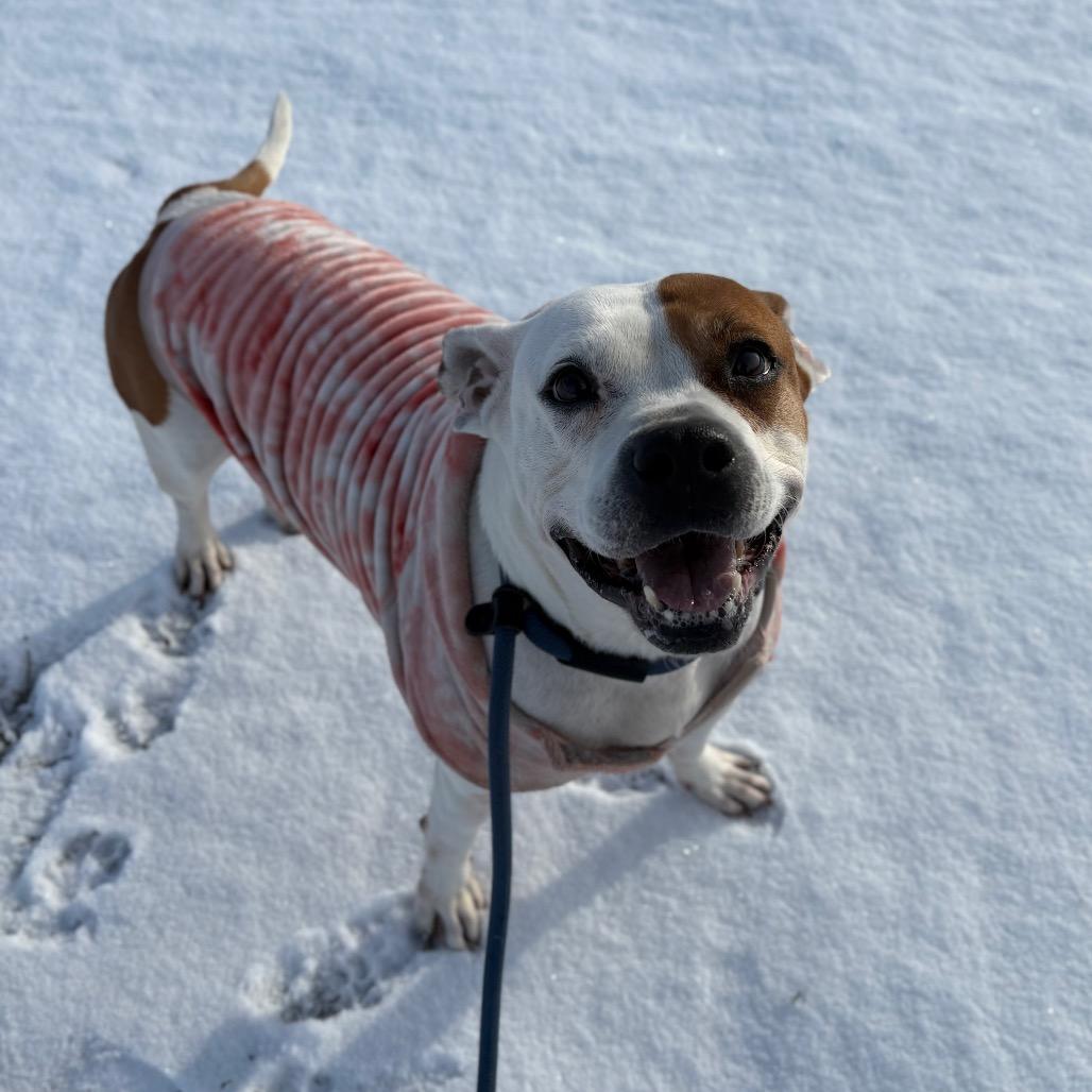 Pancake, a Adoptable Pit Bull Terrier in Spokane, WA image 2/6