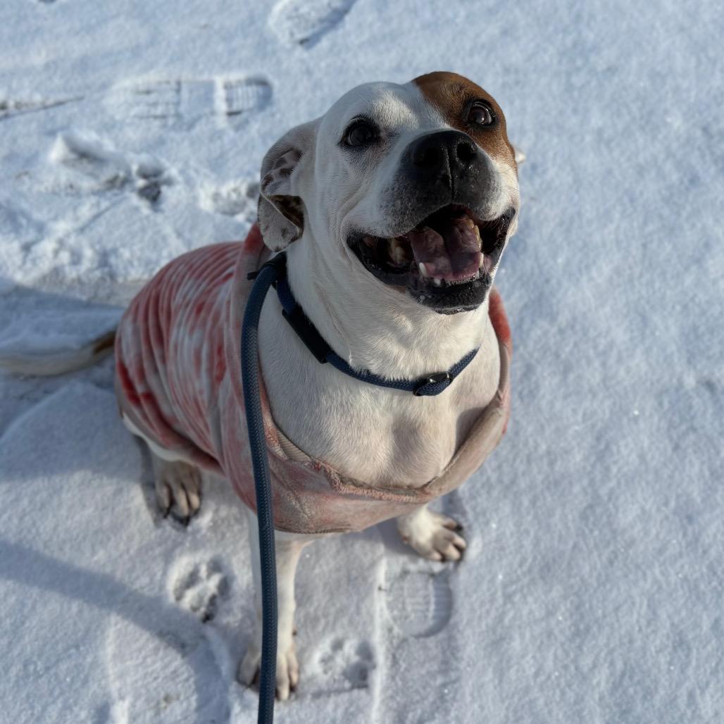 Pancake, a Adoptable Pit Bull Terrier in Spokane, WA image 3/6