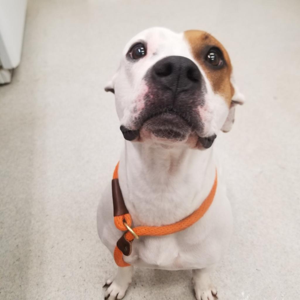 Pancake, a Adoptable Pit Bull Terrier in Spokane, WA image 4/6