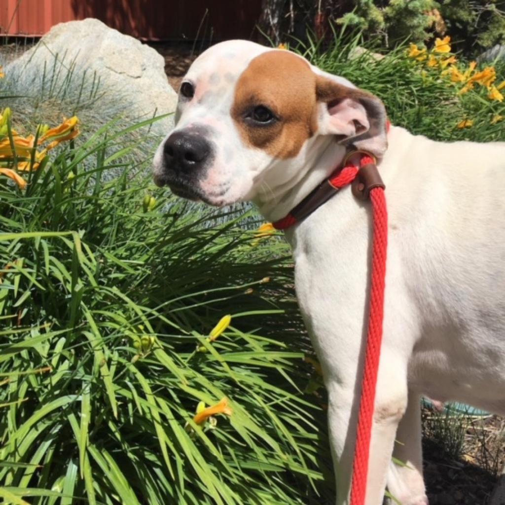 Pancake, a Adoptable Pit Bull Terrier in Spokane, WA image 5/6